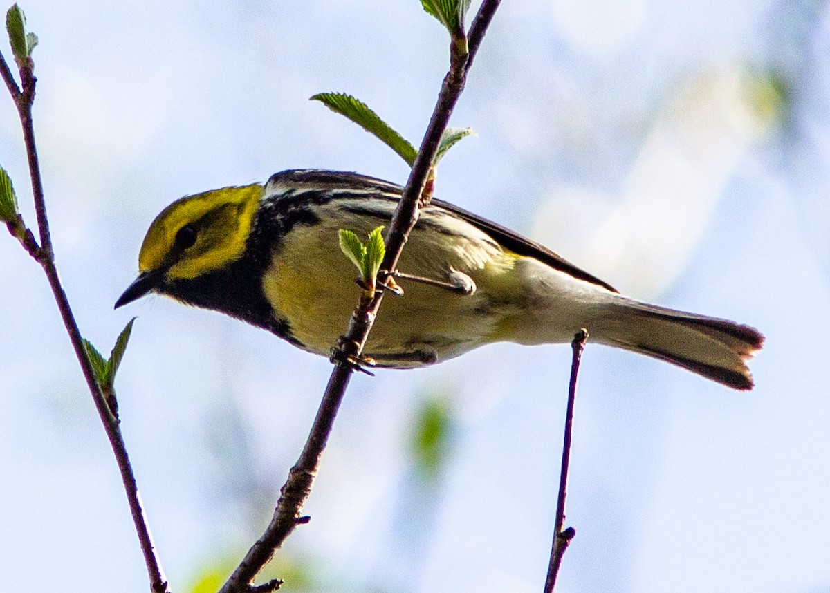 Black-throated Green Warbler - ML142019271