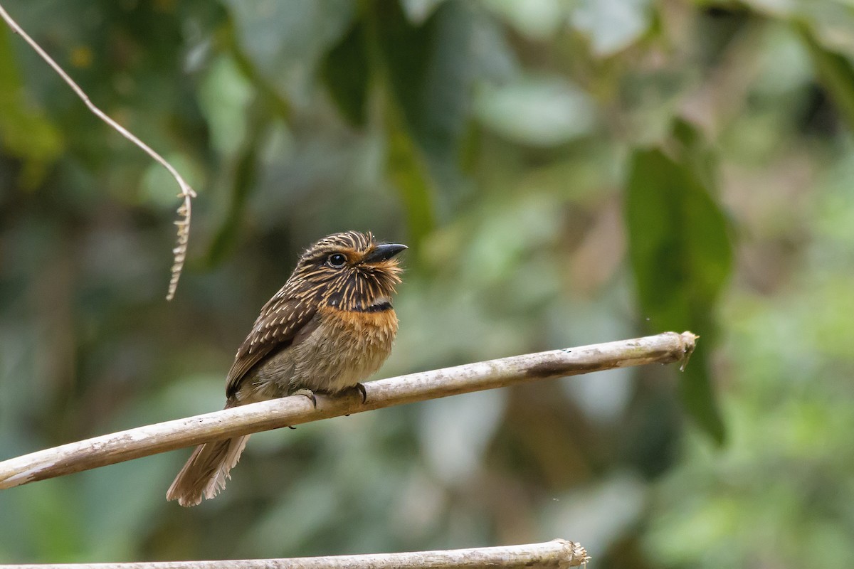 Crescent-chested Puffbird - ML142019321