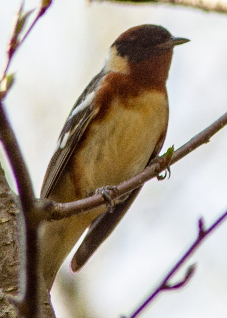 Bay-breasted Warbler - ML142019341