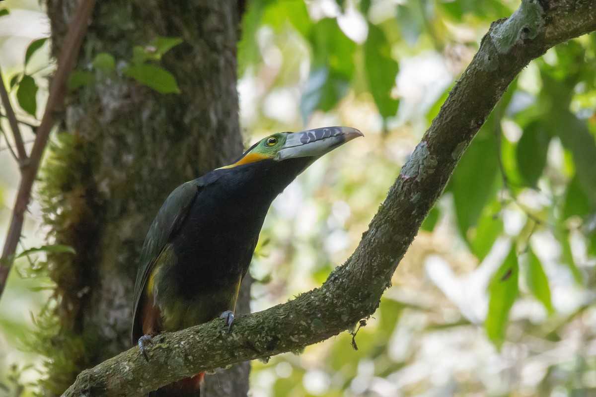 Spot-billed Toucanet - ML142019381