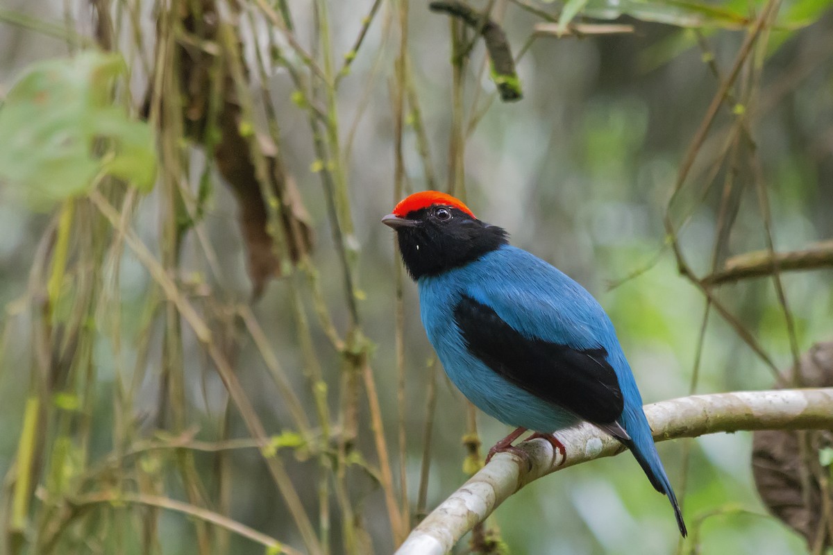 Swallow-tailed Manakin - ML142019471