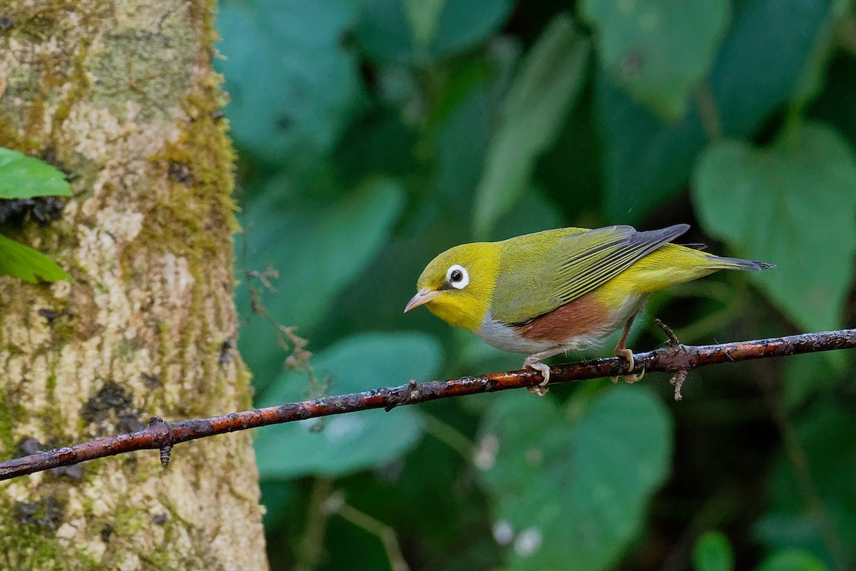 Chestnut-flanked White-eye - Vincent Wang