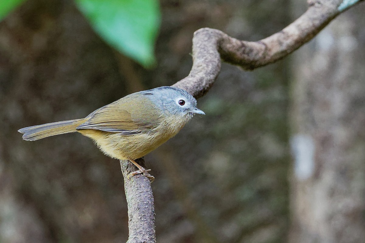 Yunnan Fulvetta - Vincent Wang
