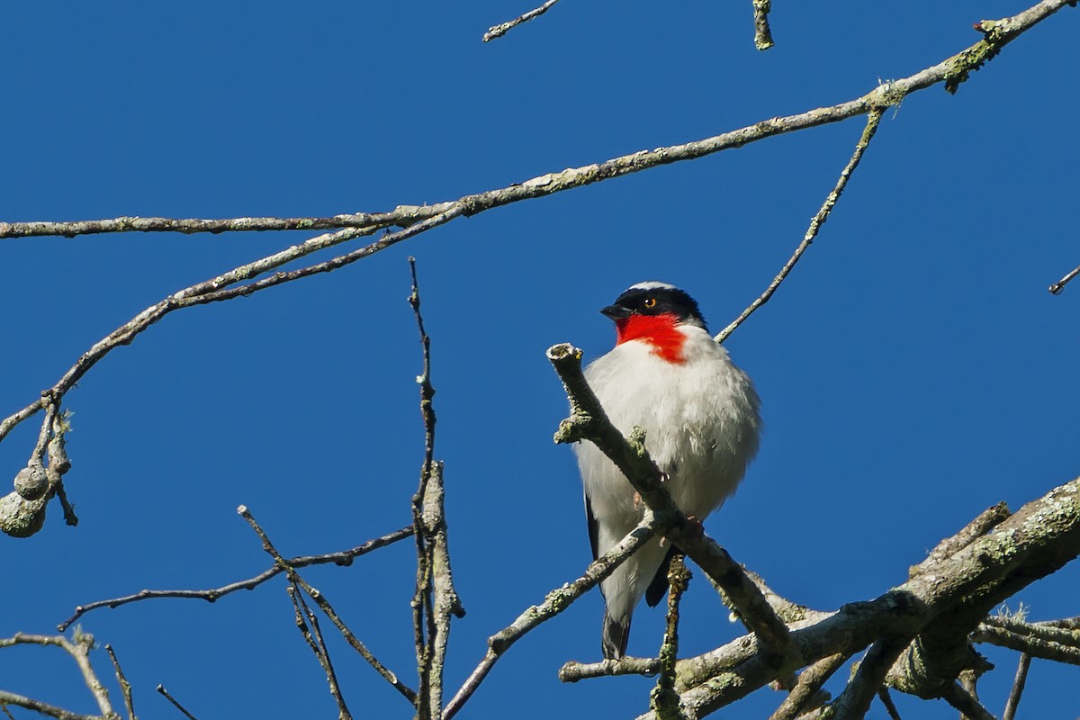 Cherry-throated Tanager - Gabriel Bonfa