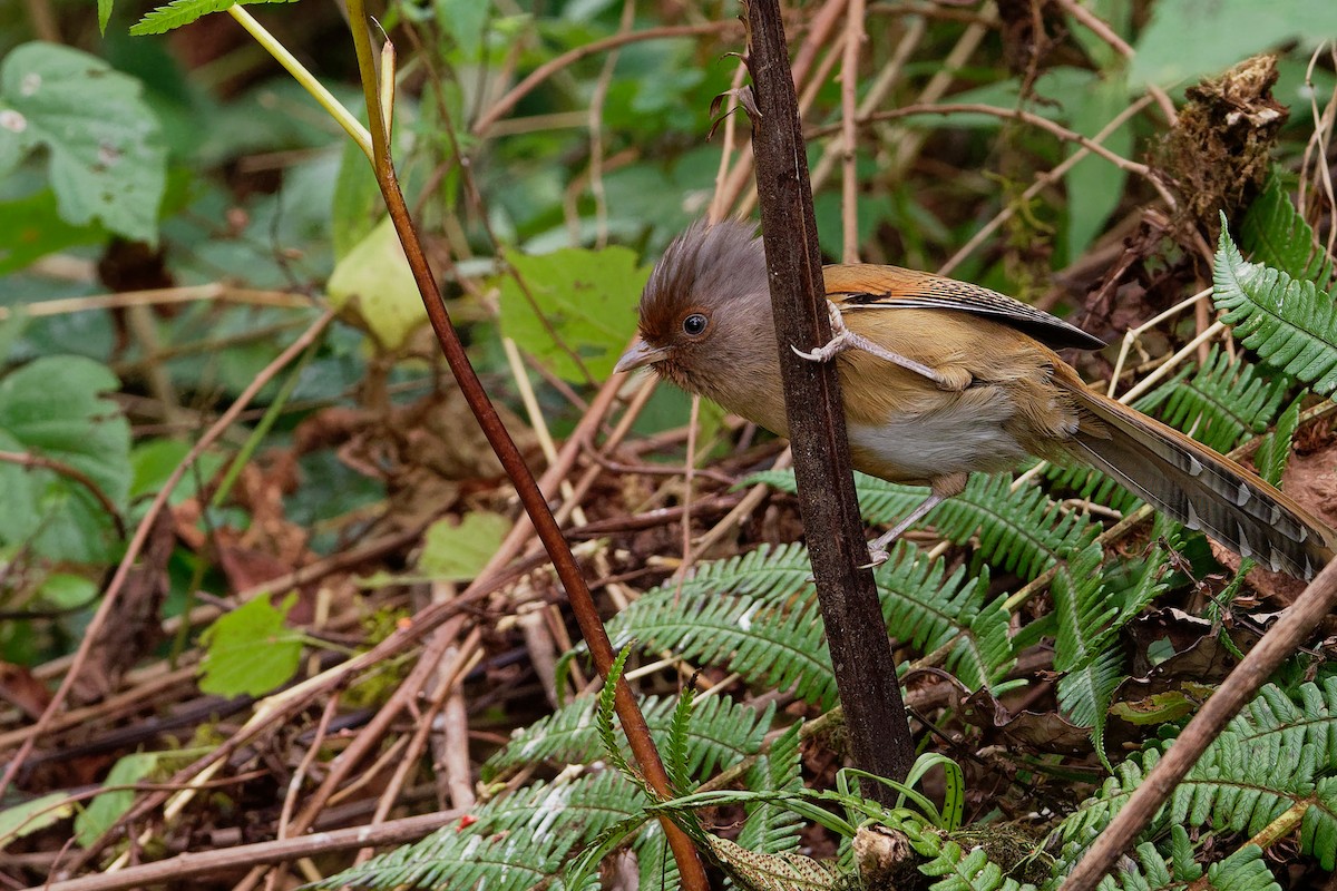 Rusty-fronted Barwing - Vincent Wang