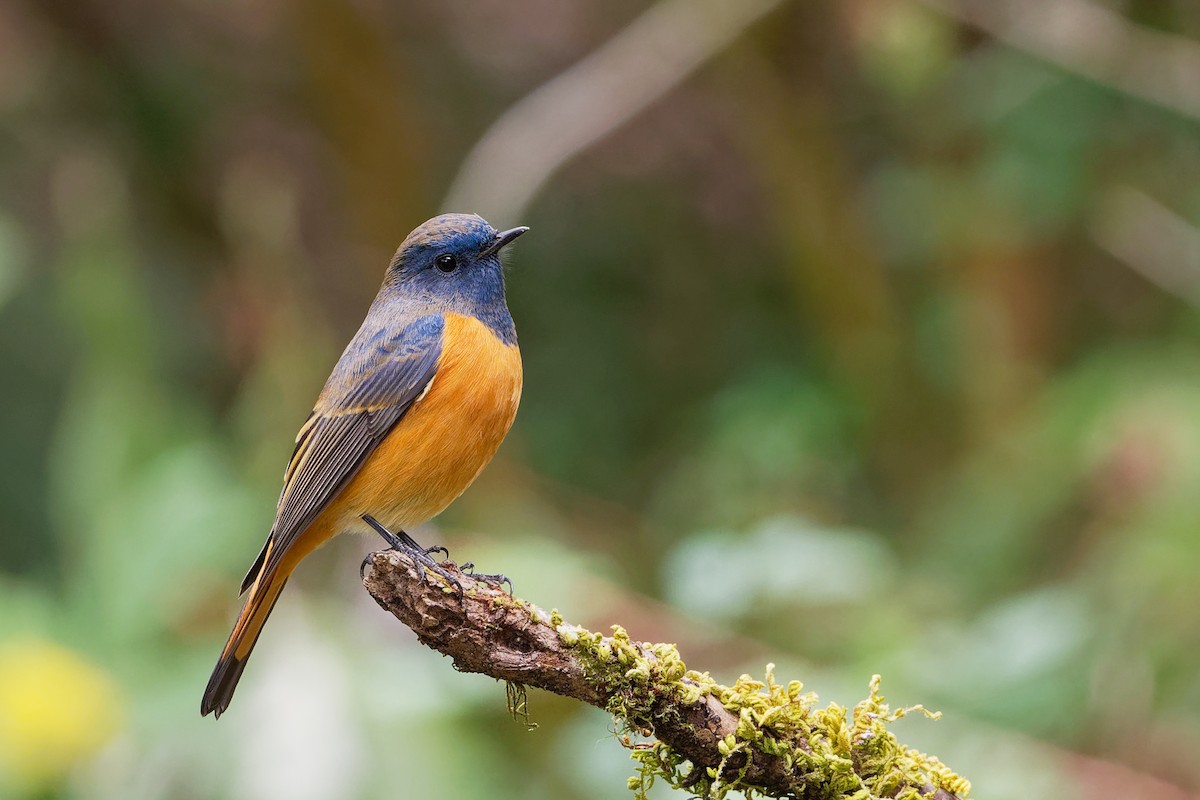 Blue-fronted Redstart - Vincent Wang
