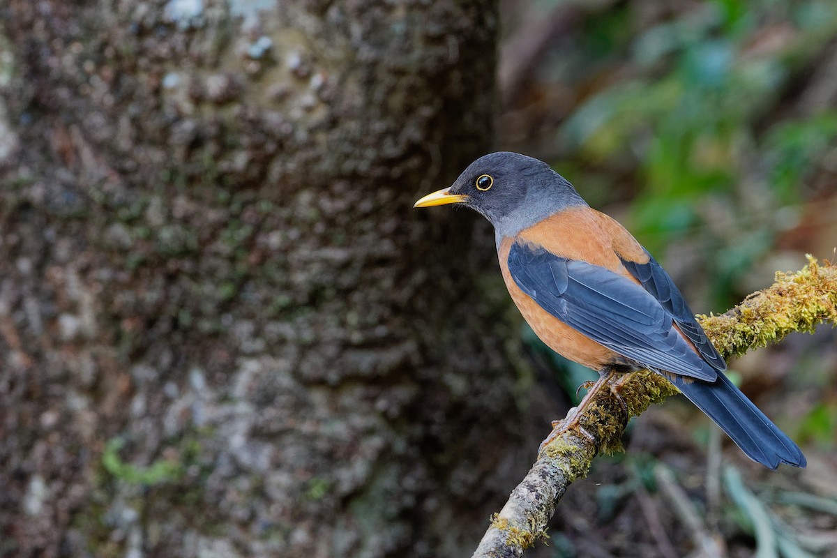 Chestnut Thrush - ML142020111