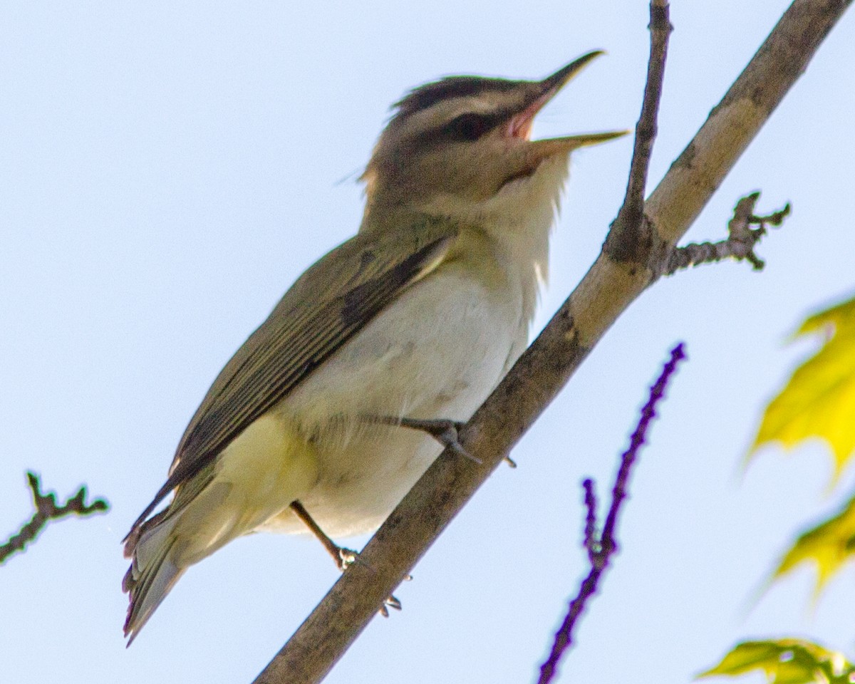 Red-eyed Vireo - ML142020131