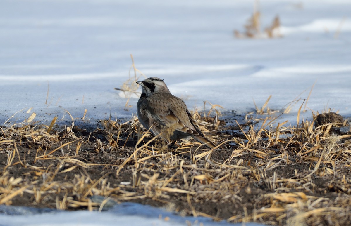 Horned Lark - ML142020201