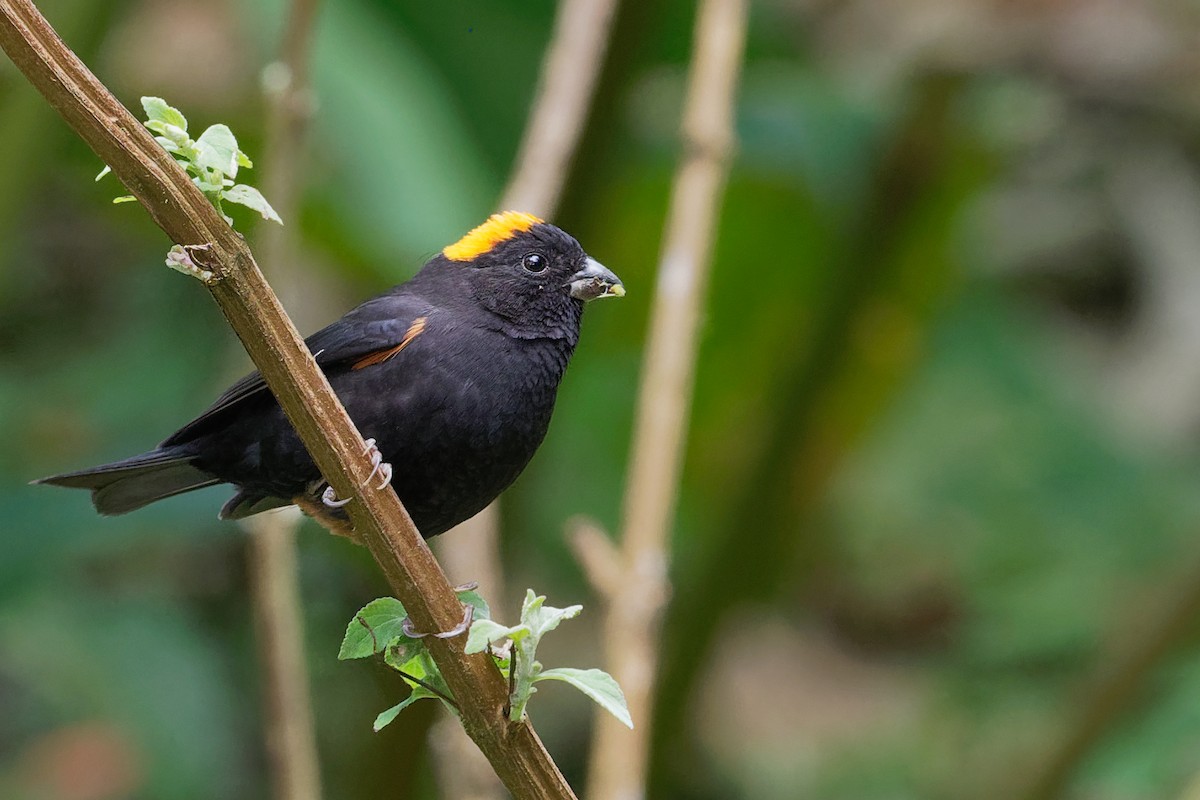 Gold-naped Finch - Vincent Wang