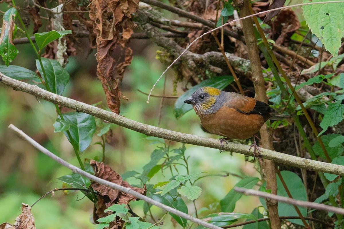 Gold-naped Finch - ML142020361