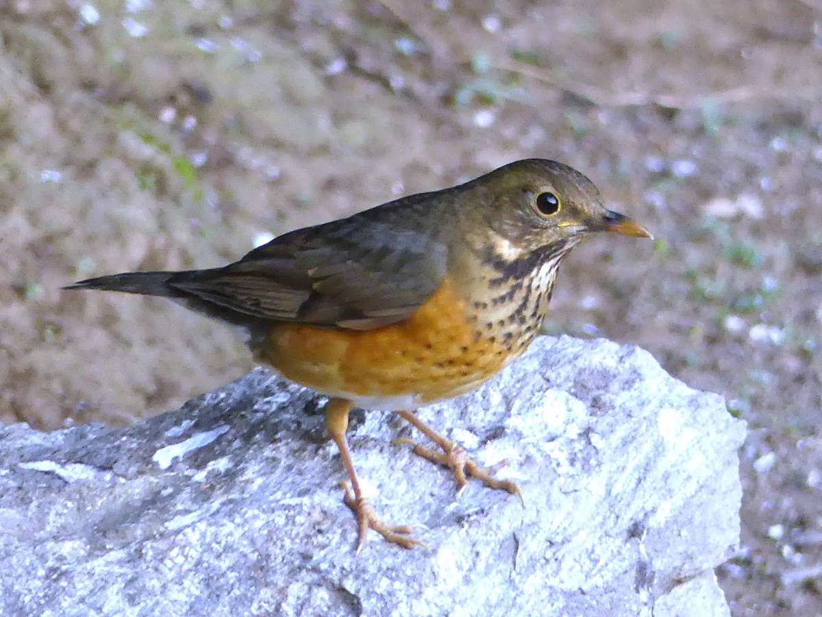 Black-breasted Thrush - ML142020601