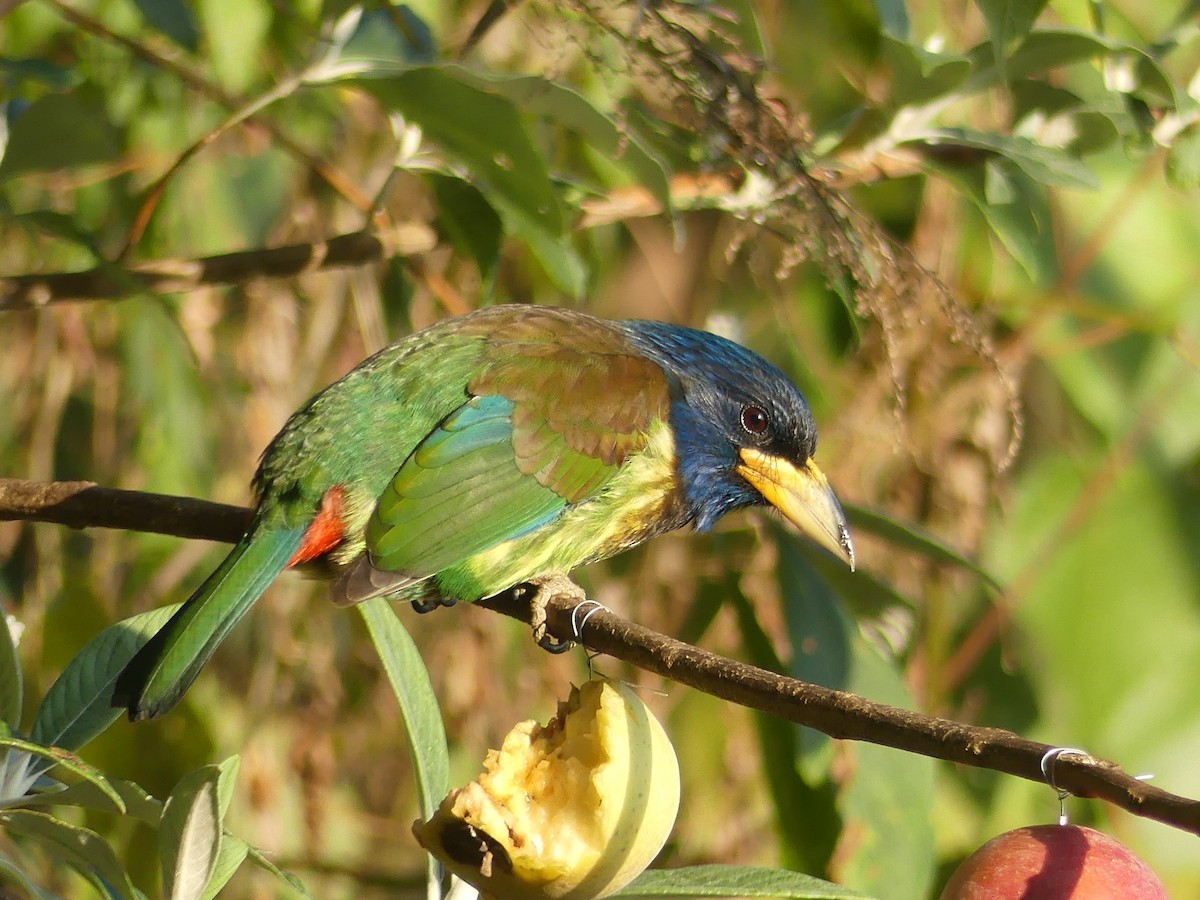 barbet velký - ML142020961