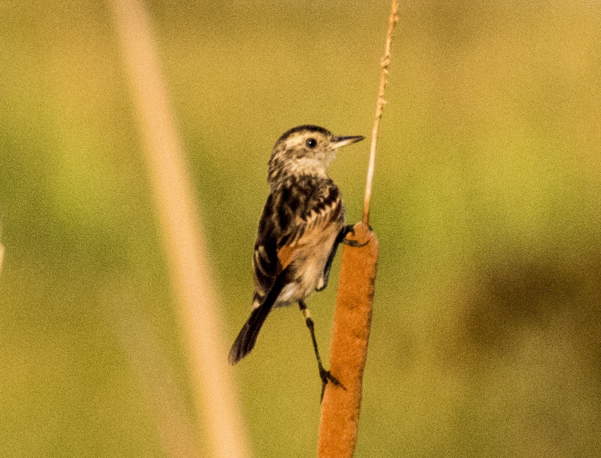 Spectacled Tyrant - ML142021211