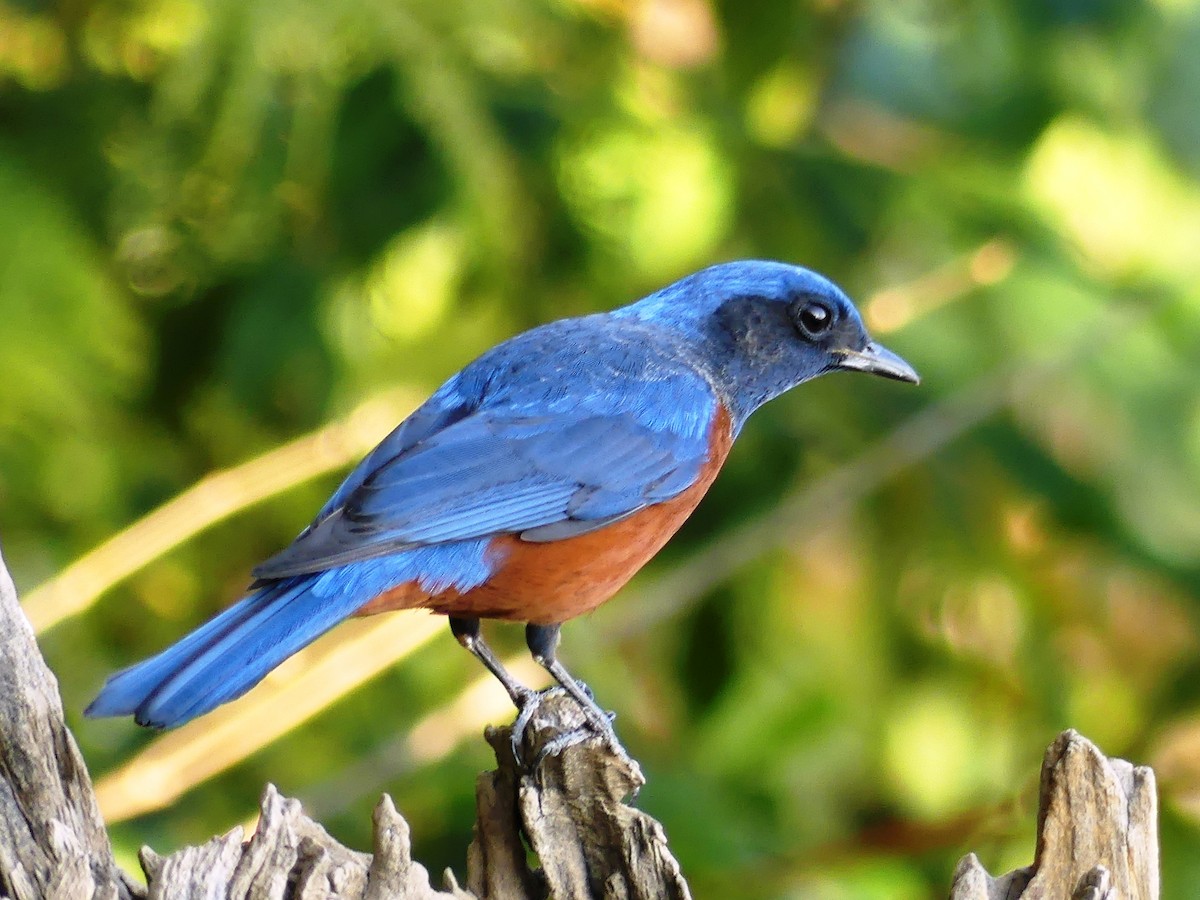 Chestnut-bellied Rock-Thrush - Shelley Rutkin