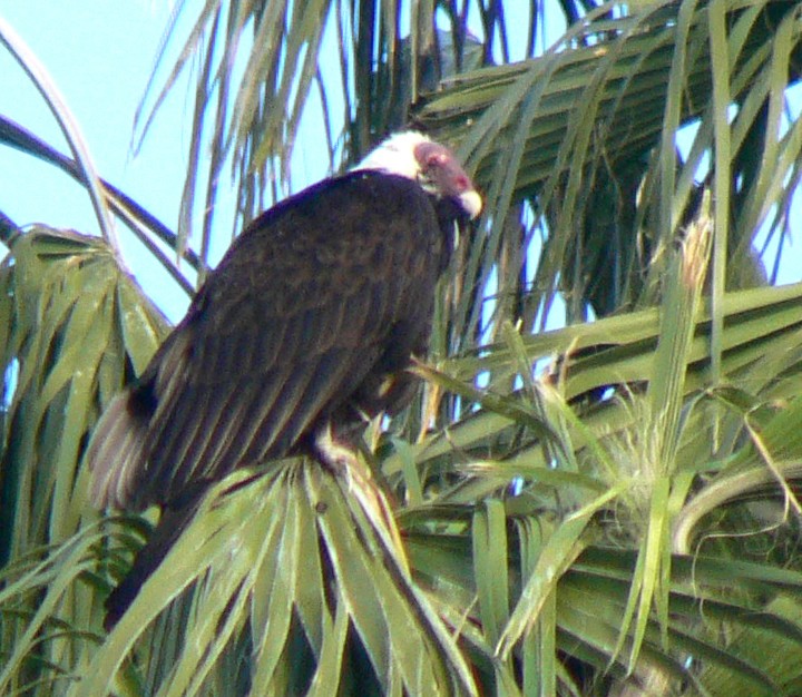 Turkey Vulture - ML142021741