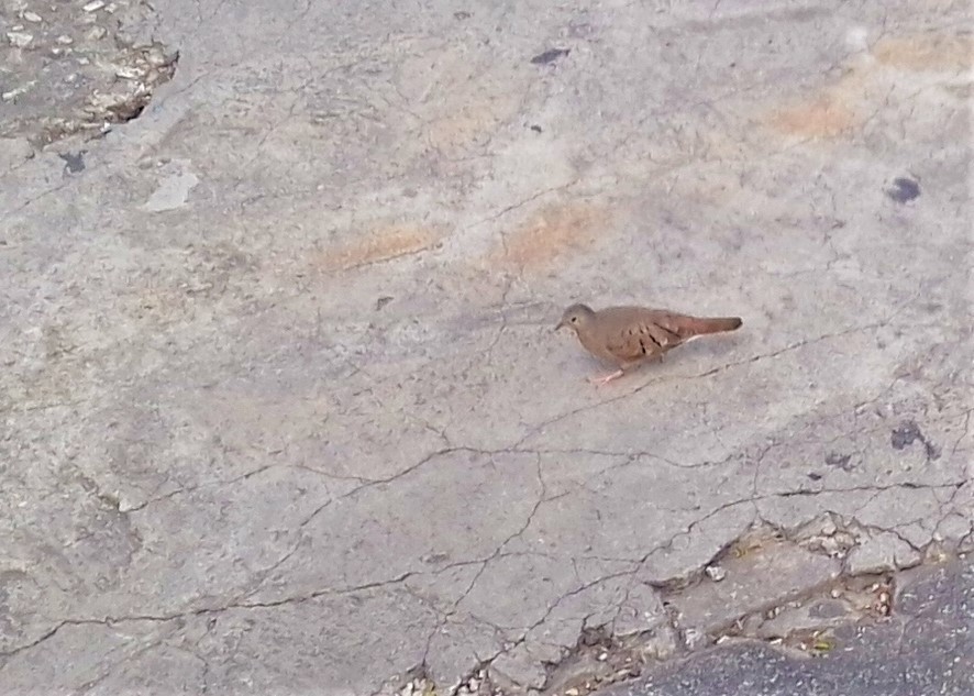 Ruddy Ground Dove - ML142022161