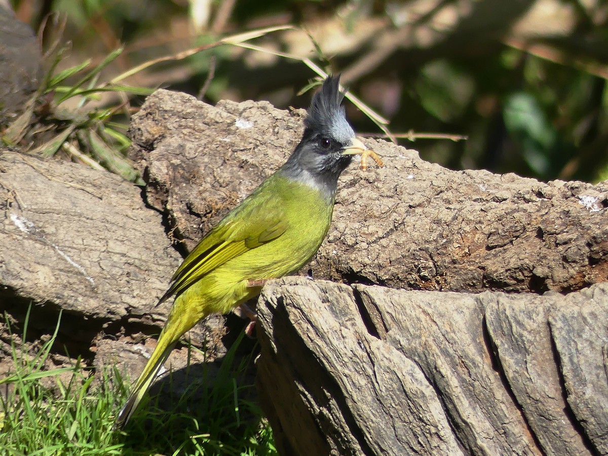 Crested Finchbill - Shelley Rutkin