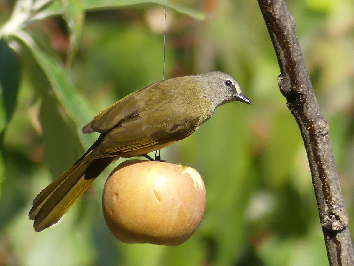 Flavescent Bulbul - Shelley Rutkin