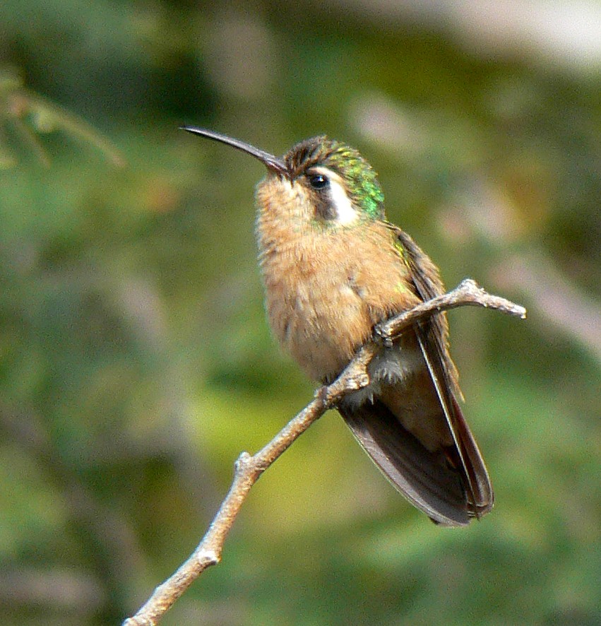 kolibřík pruholící - ML142023311