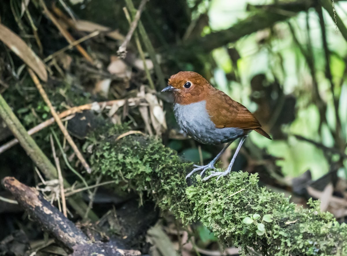 Bicolored Antpitta - ML142023341