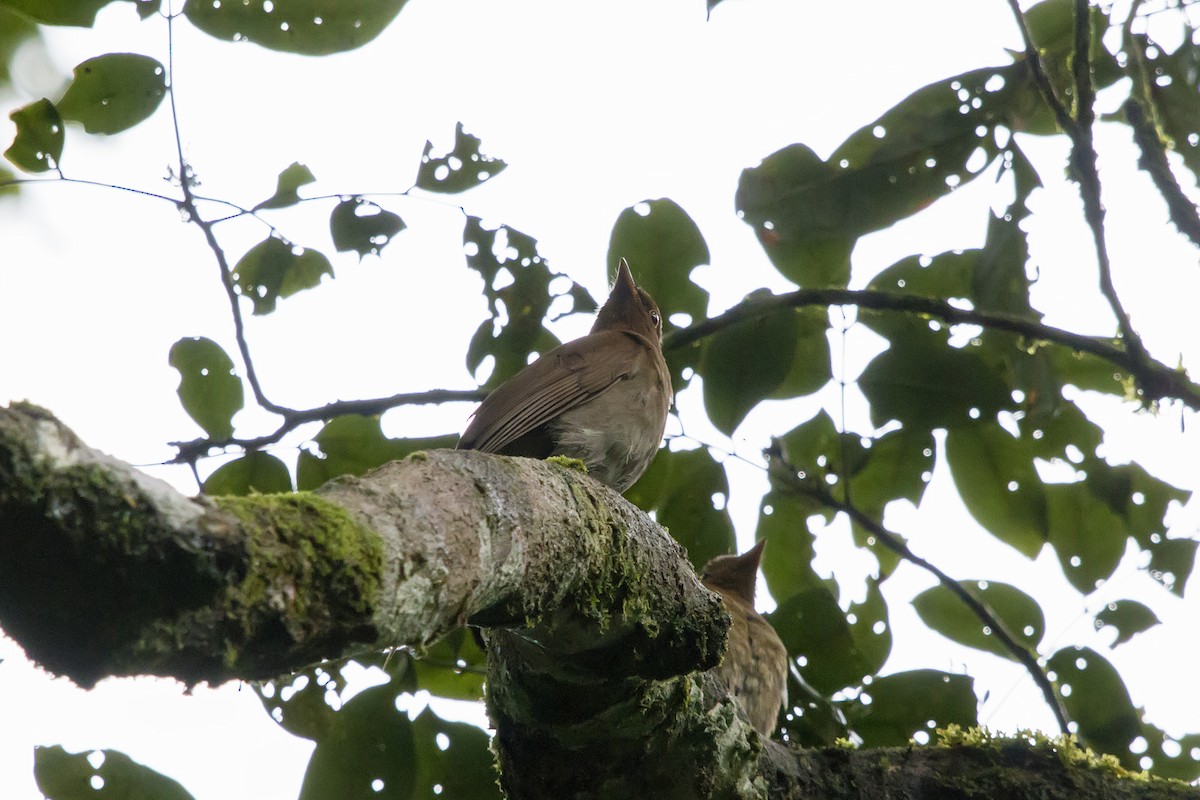 Solitario Ocre - ML142023621