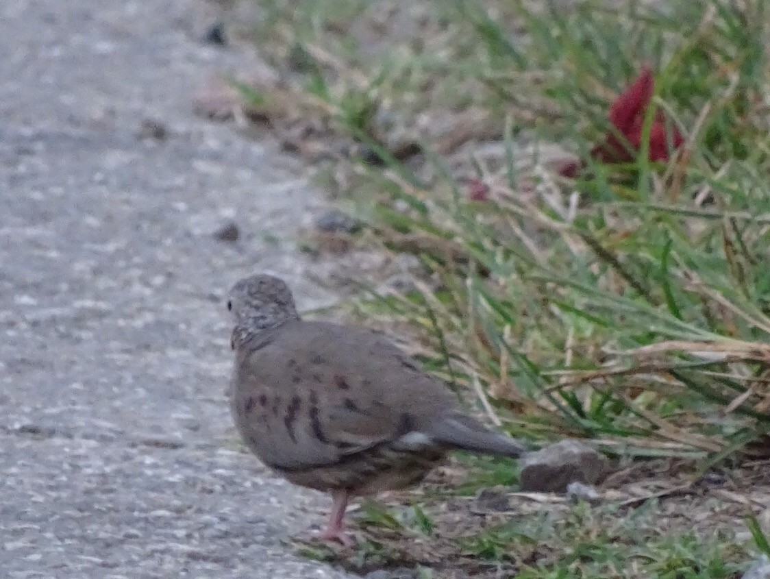 Common Ground Dove - ML142023641