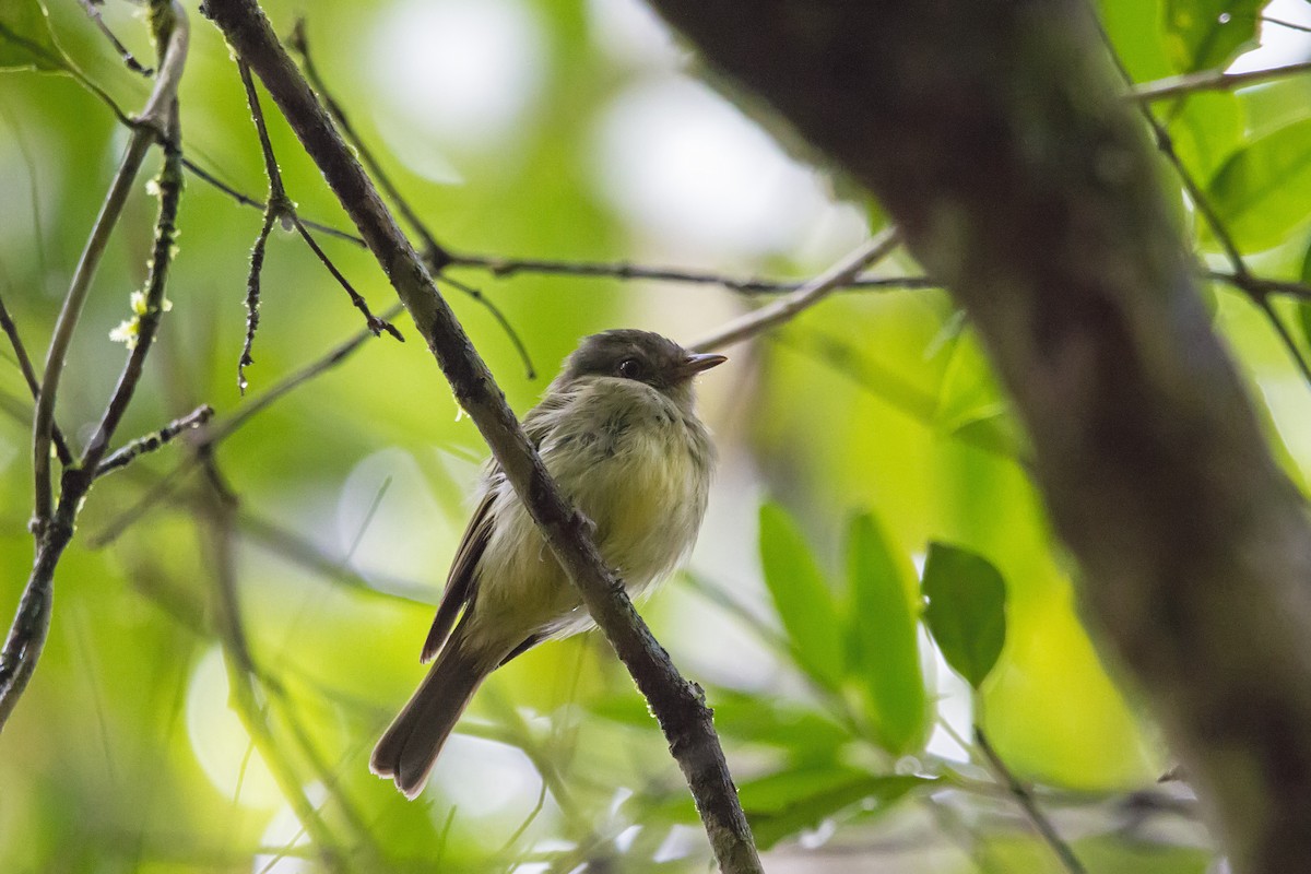 Wied's Tyrant-Manakin - Gabriel Bonfa