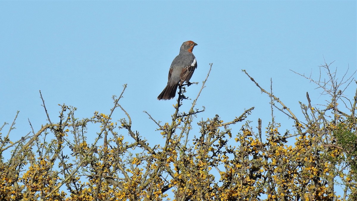 White-tipped Plantcutter - ML142023731