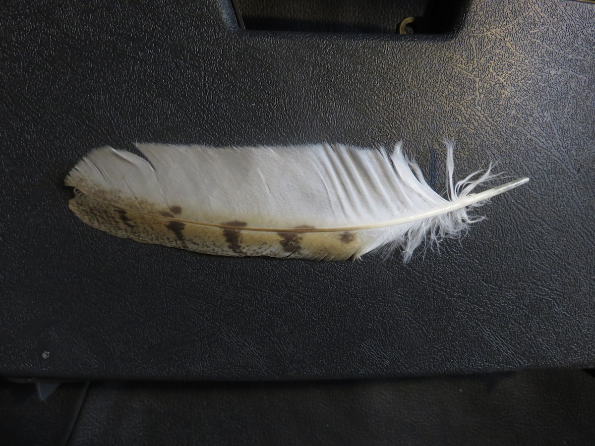 American Barn Owl - ML142026051