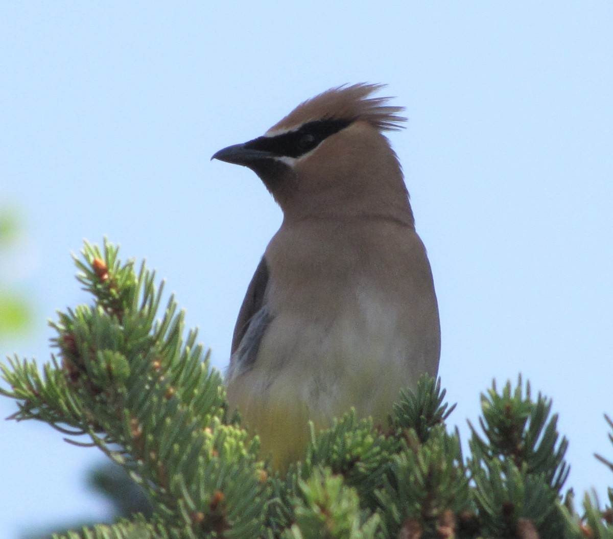 Cedar Waxwing - Tyler Hampton