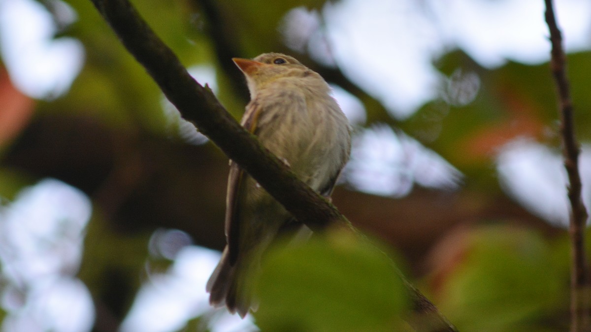 Yellow-bellied Flycatcher - ML142026541