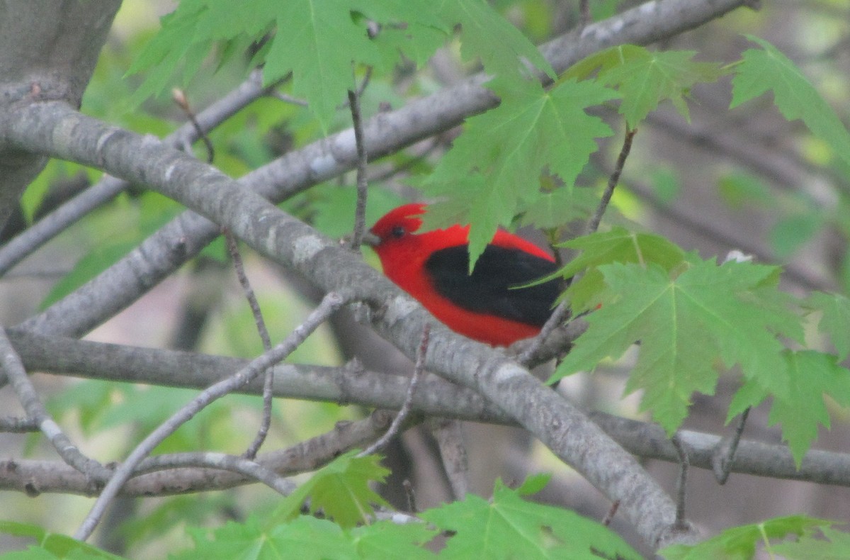 Scarlet Tanager - Tyler Hampton