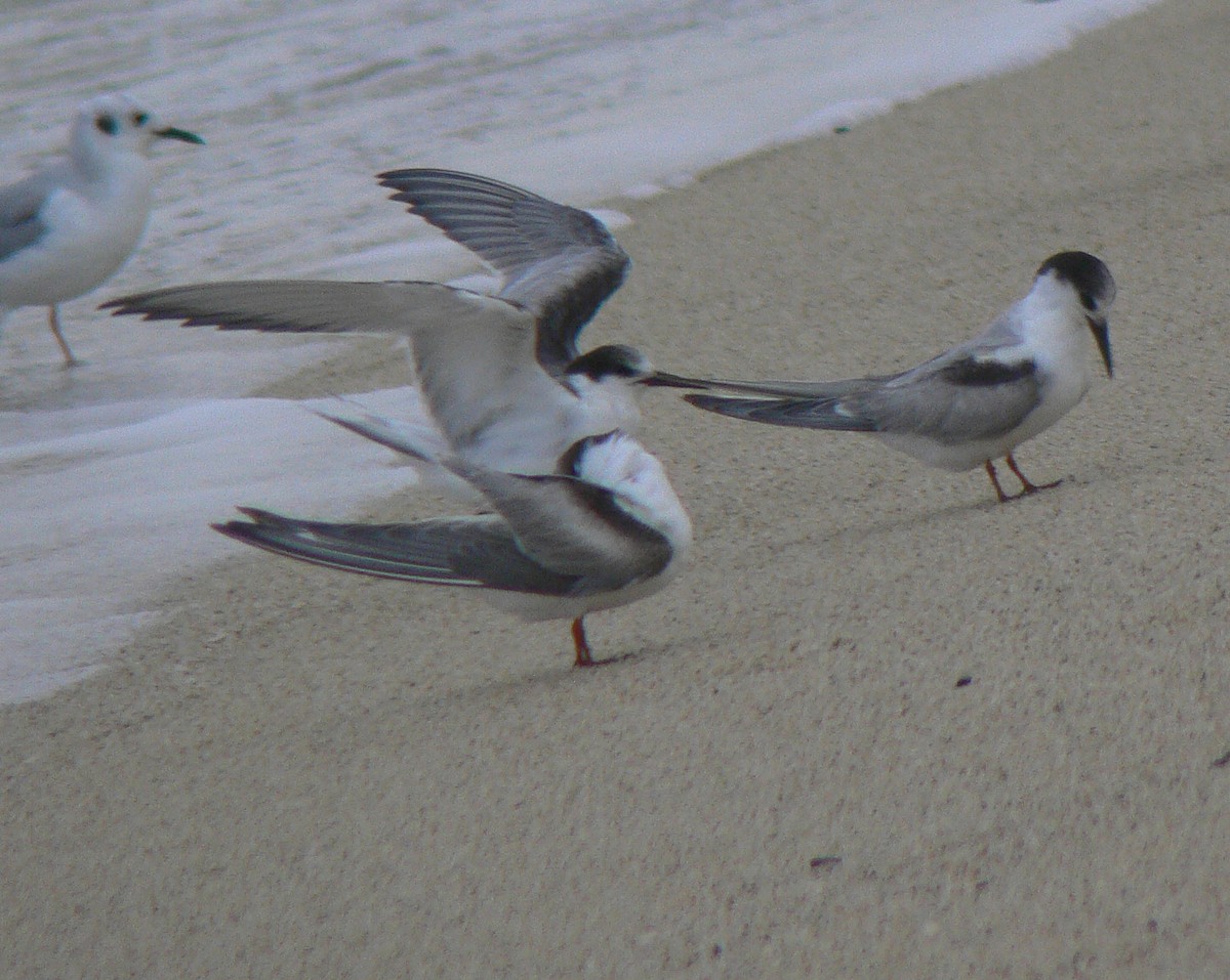 Common Tern - ML142026941