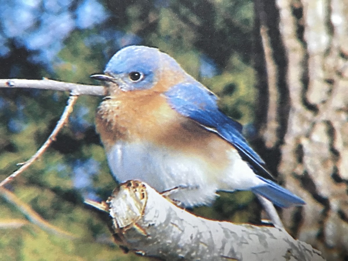 Eastern Bluebird - ML142026971