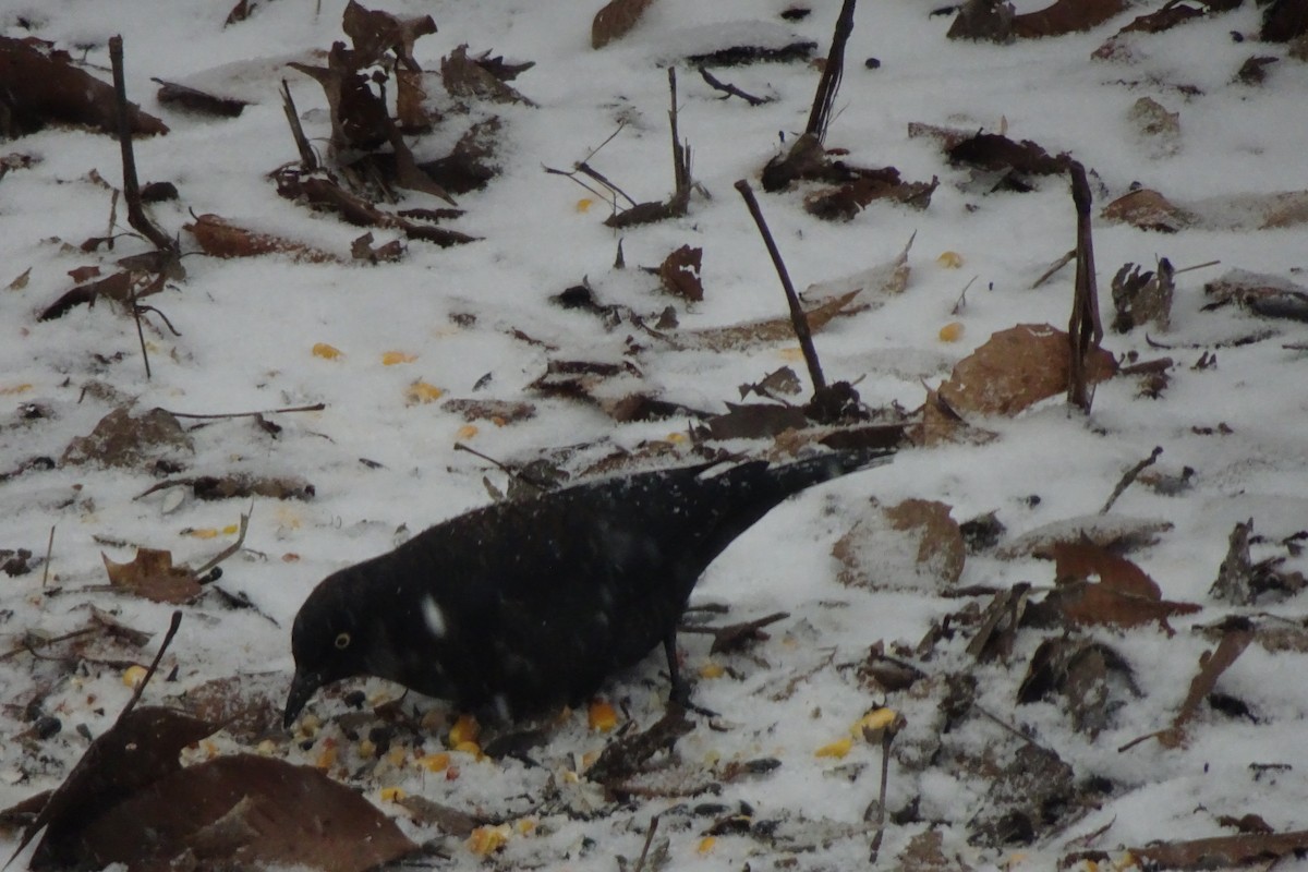 Rusty Blackbird - ML142027811