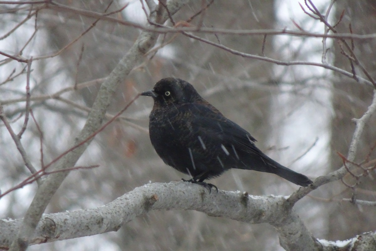 Rusty Blackbird - ML142027841