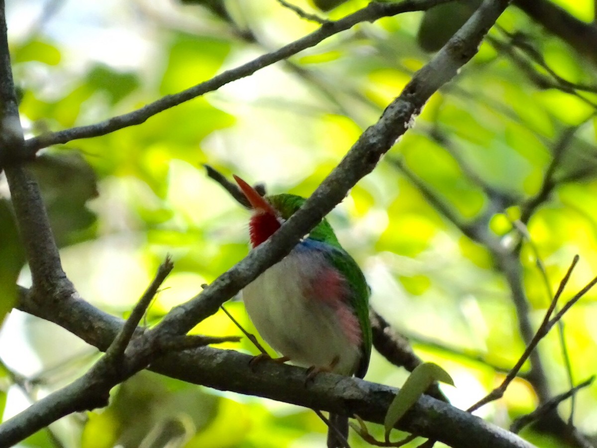 Cuban Tody - ML142028011