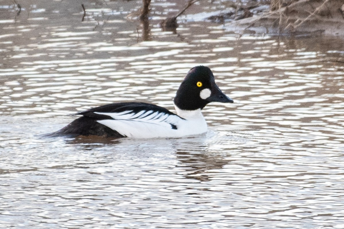 Common Goldeneye - ML142028021