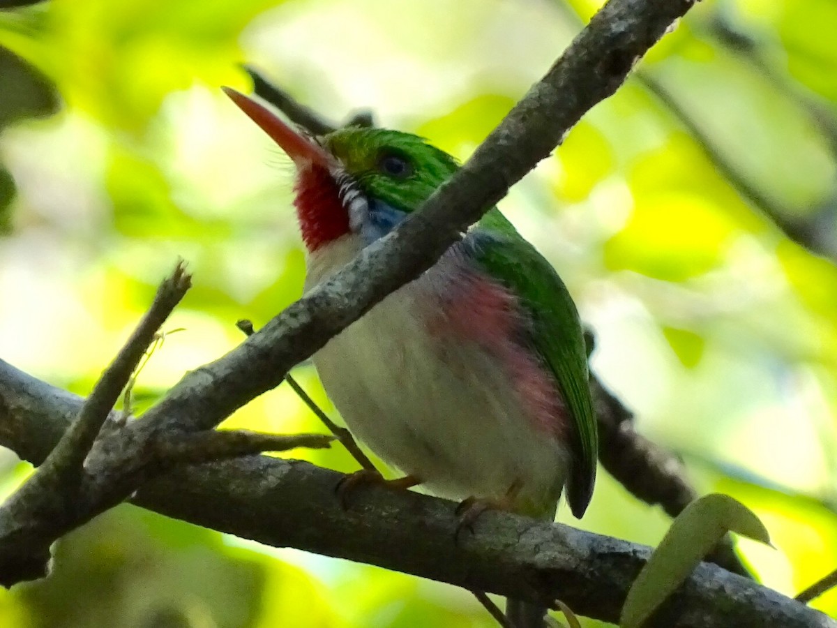 Cuban Tody - ML142028031