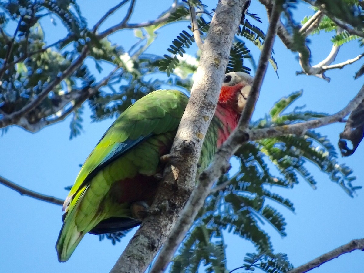 サクラボウシインコ（leucocephala） - ML142028061