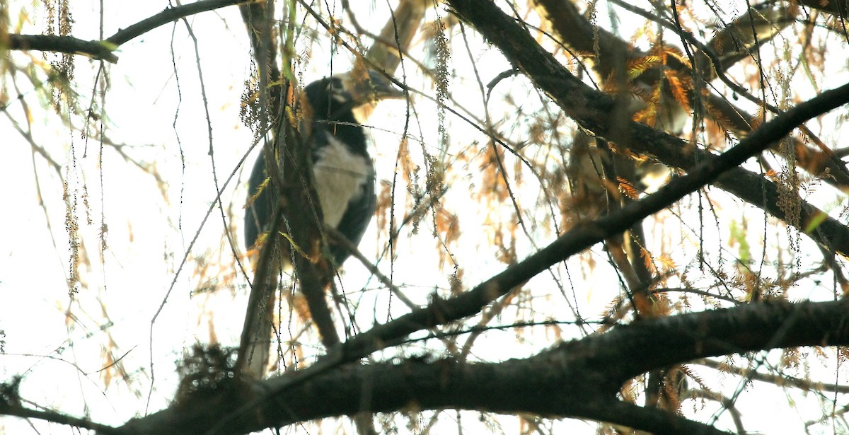 Oriental Pied-Hornbill - ANKUSH CHOWDHURY