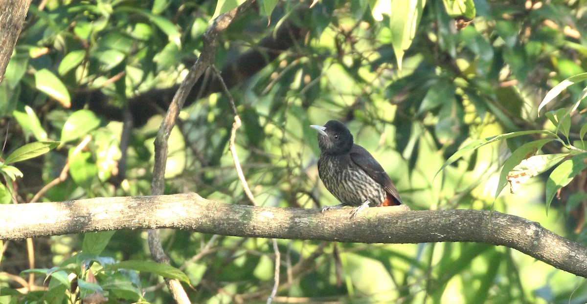 Maroon Oriole - ANKUSH CHOWDHURY