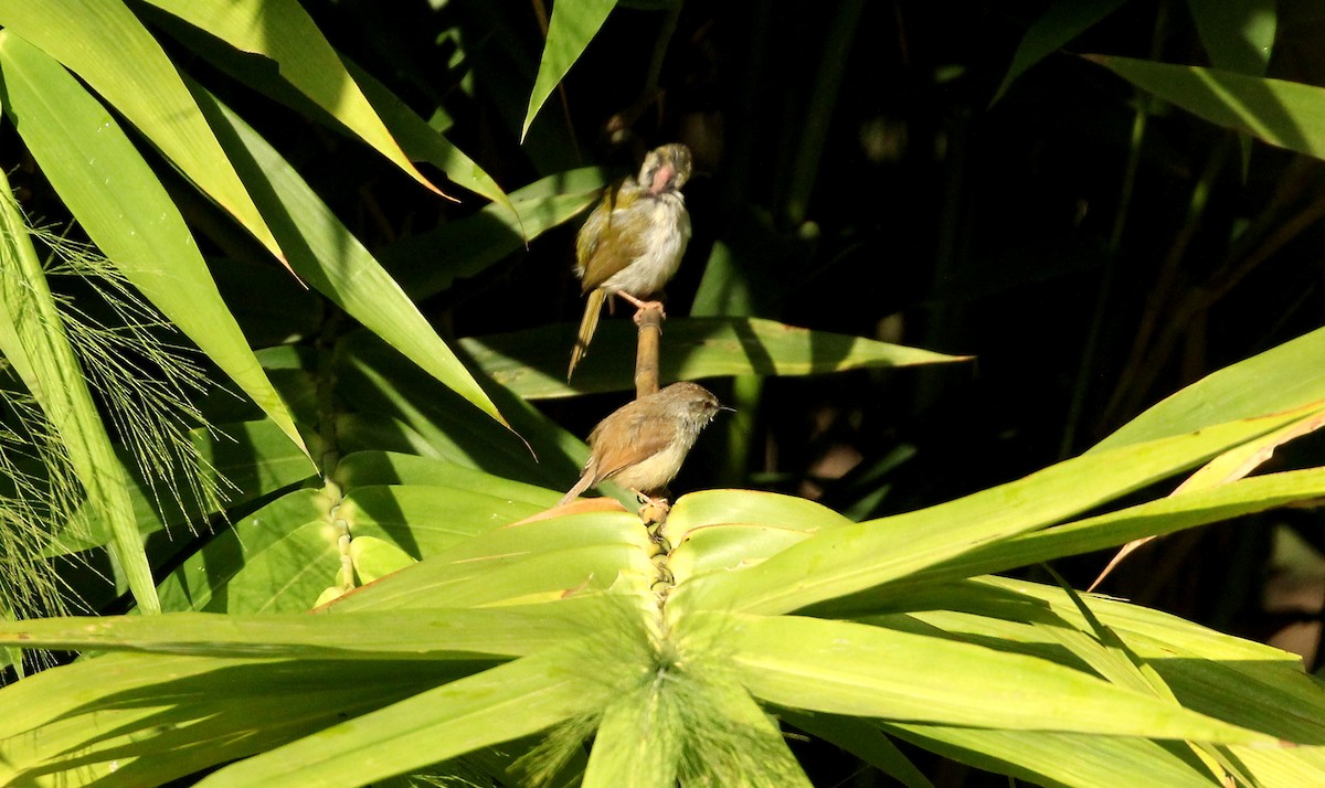 Common Tailorbird - ANKUSH CHOWDHURY