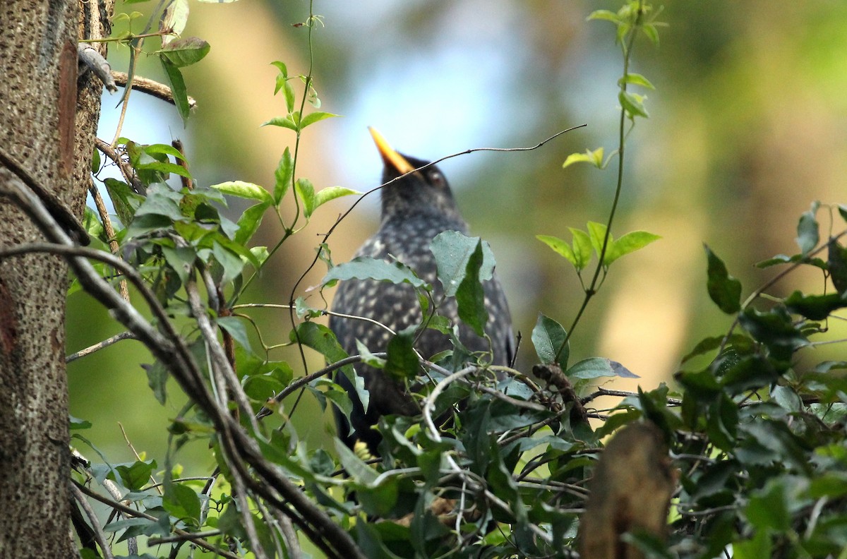 Blue Whistling-Thrush - ANKUSH CHOWDHURY