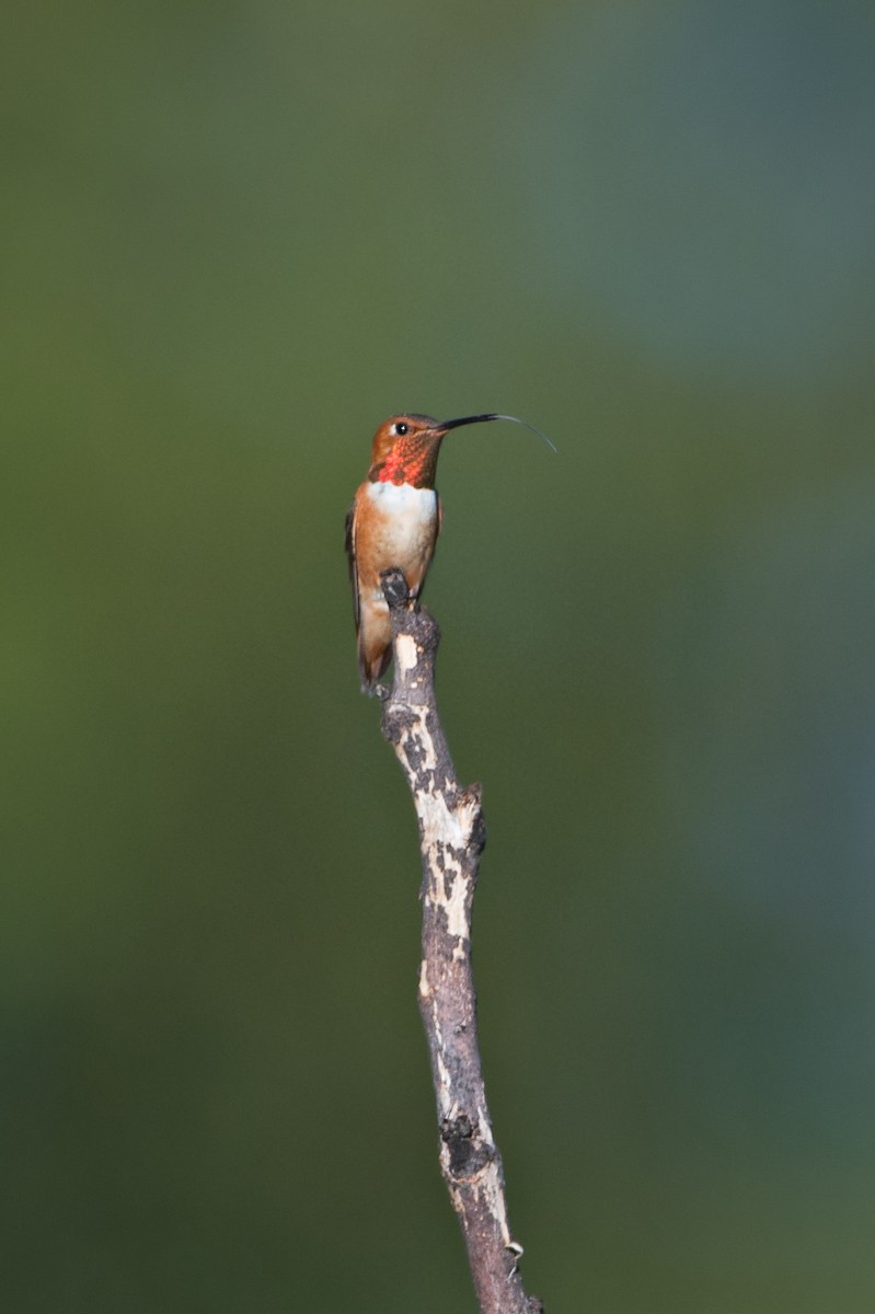 Rufous Hummingbird - Stephen Zipperer