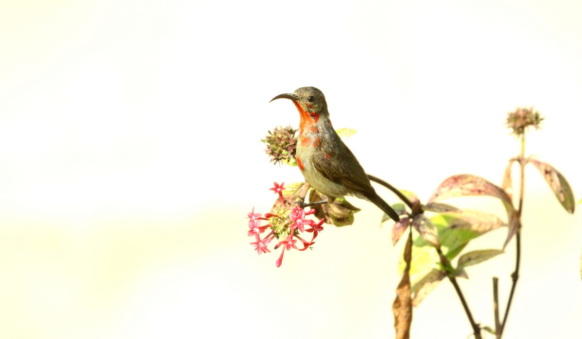 Crimson Sunbird - ANKUSH CHOWDHURY