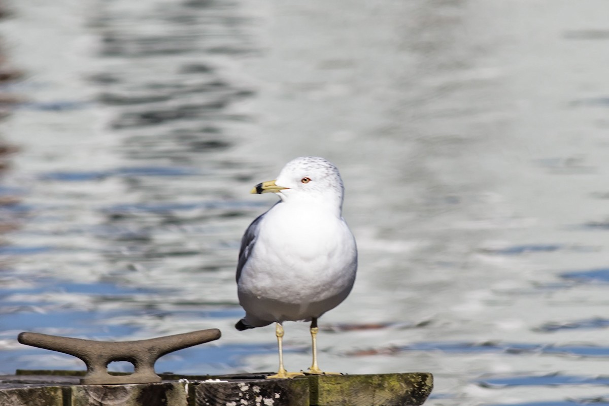 Ring-billed Gull - ML142034311