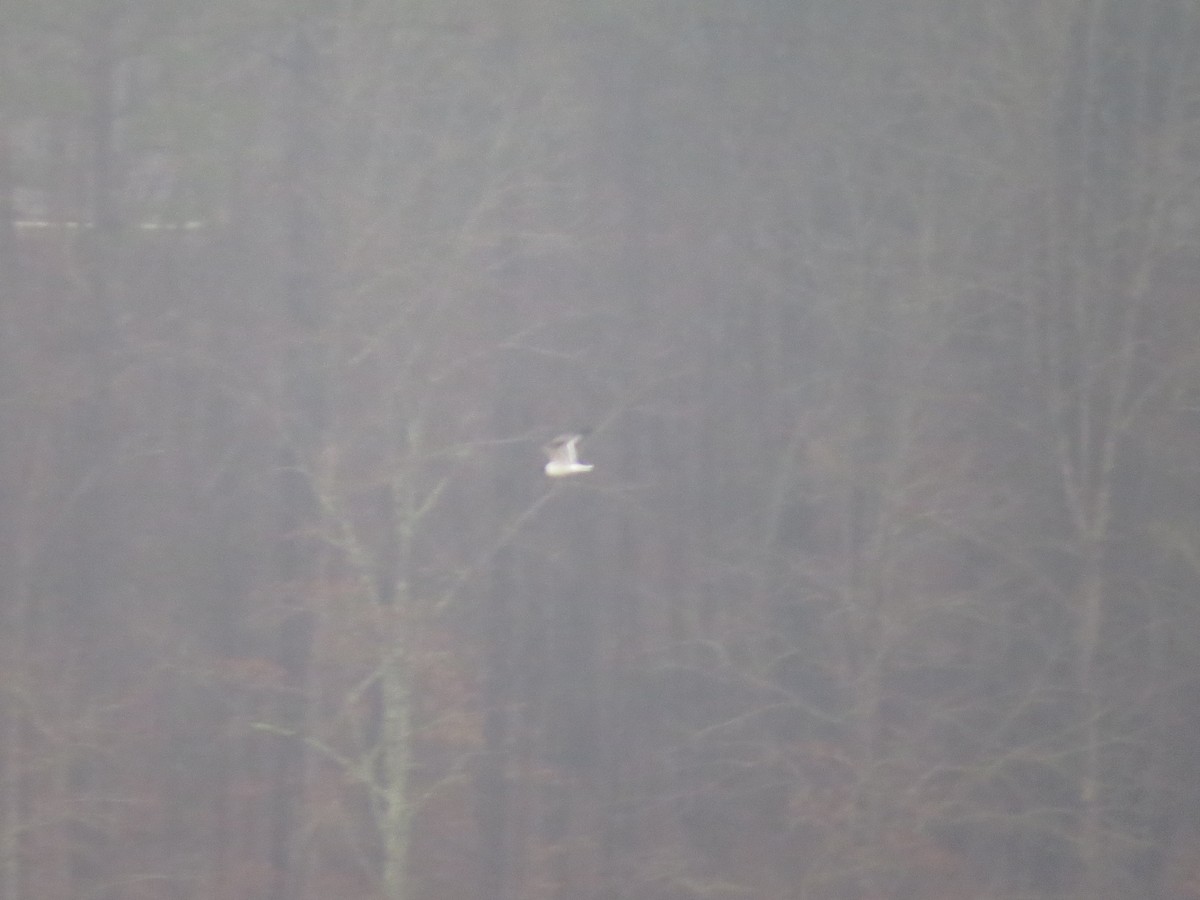 Laughing Gull - ML142034781