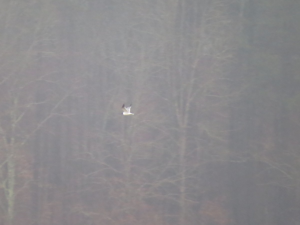 Laughing Gull - ML142034811